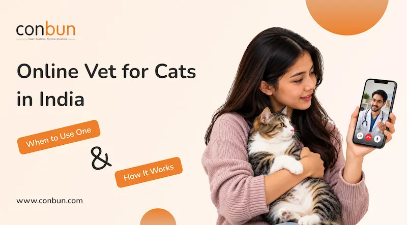 Online Vet for Cats in India: When to Use One and How It Works